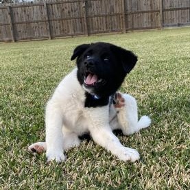 Arthur — thumbnail 5