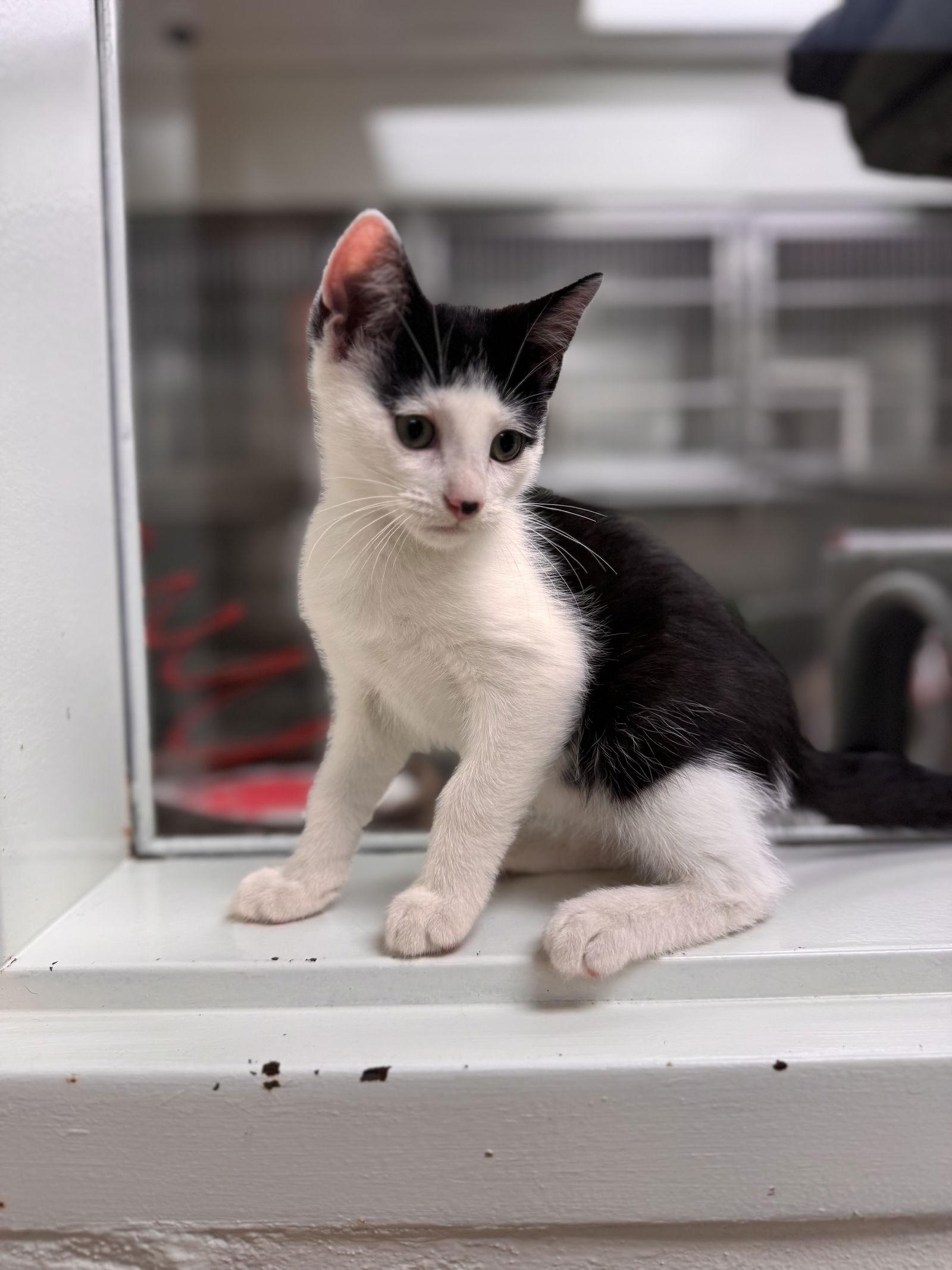 Enlarge Milo-pending, a Adoptable Domestic Short Hair in Brick, NJ image 1/3