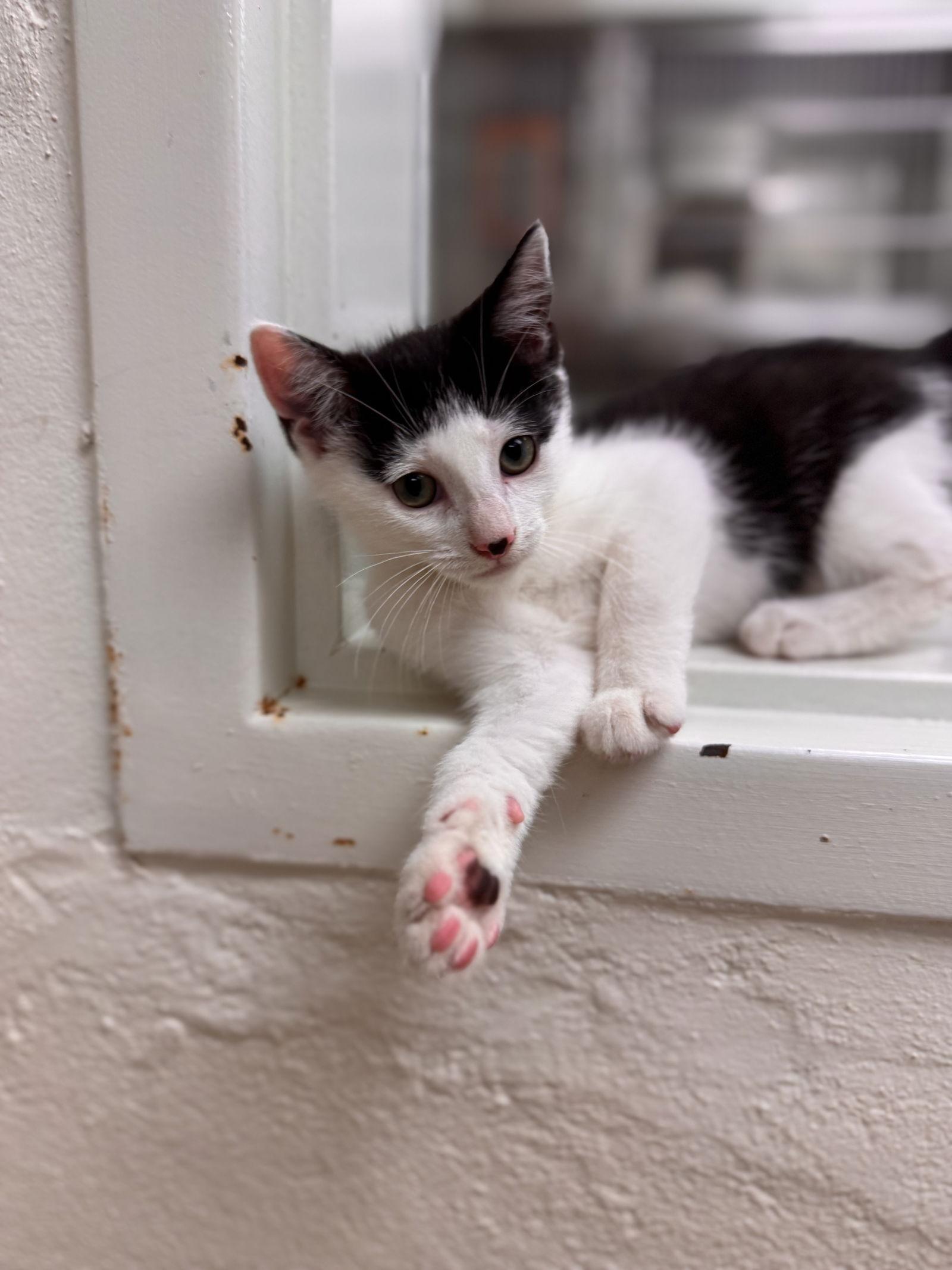 Enlarge Milo-pending, a Adoptable Domestic Short Hair in Brick, NJ image 2/3