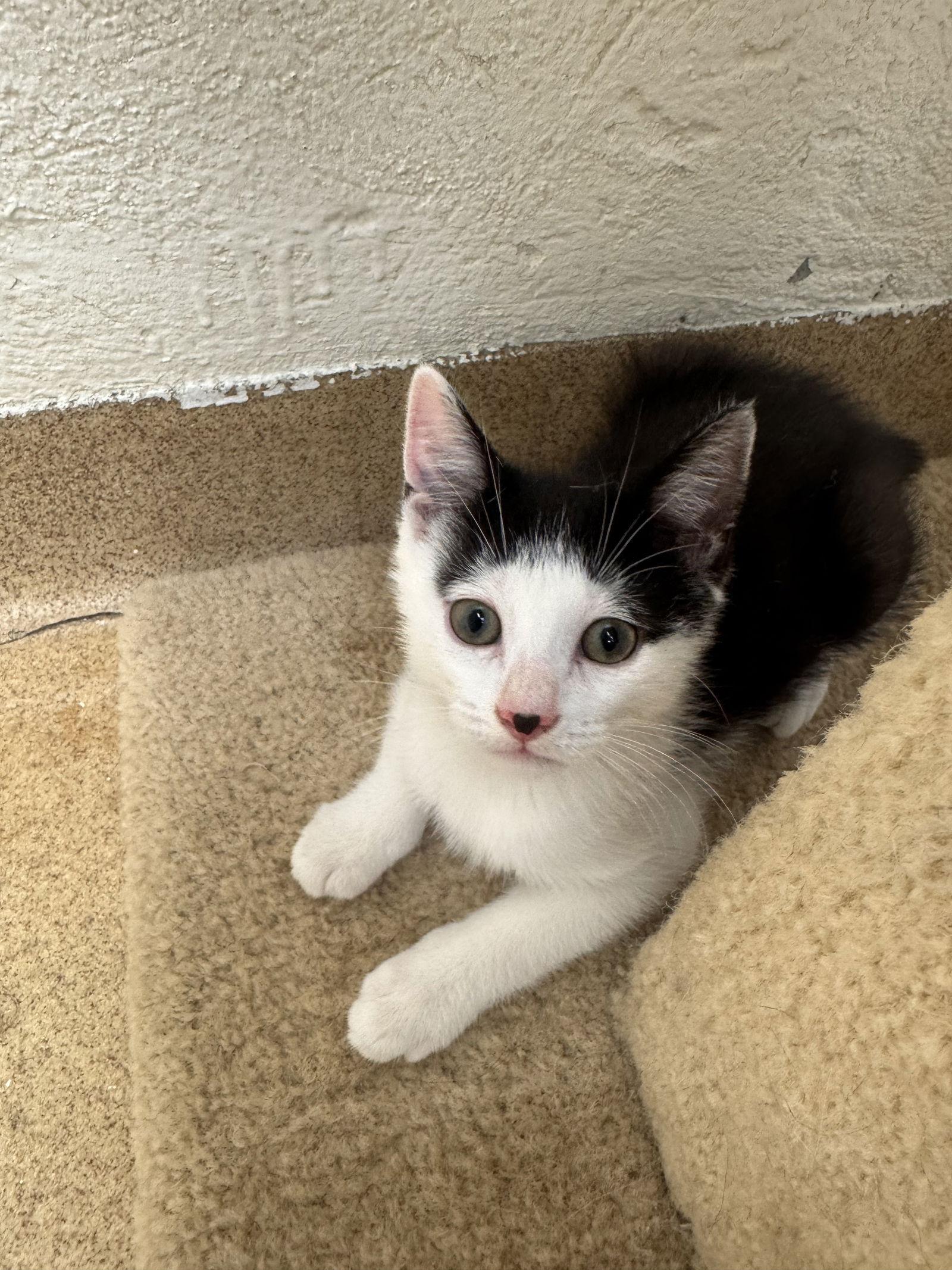 Enlarge Milo-pending, a Adoptable Domestic Short Hair in Brick, NJ image 3/3