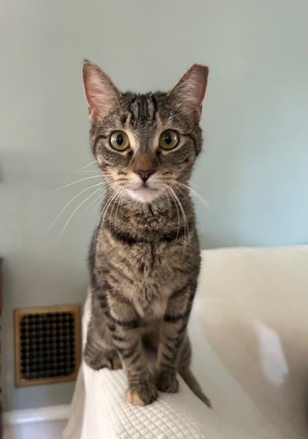 Emmylou, ADOPTABLE, Adult Female Domestic Short Hair & Tabby.