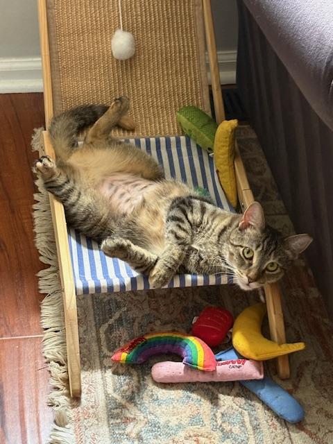 Enlarge Emmylou, a ADOPTABLE mixed breed in Cedars, PA image 5/5