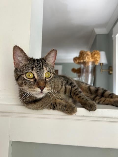 Enlarge Emmylou, a ADOPTABLE mixed breed in Cedars, PA image 2/5