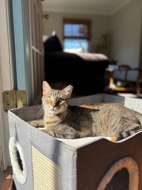 Enlarge Emmylou, a ADOPTABLE mixed breed in Cedars, PA image 4/5