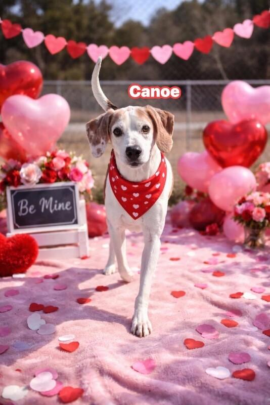 Enlarge Canoe, a Adoptable Treeing Walker Coonhound in Burgaw, NC image 1/6