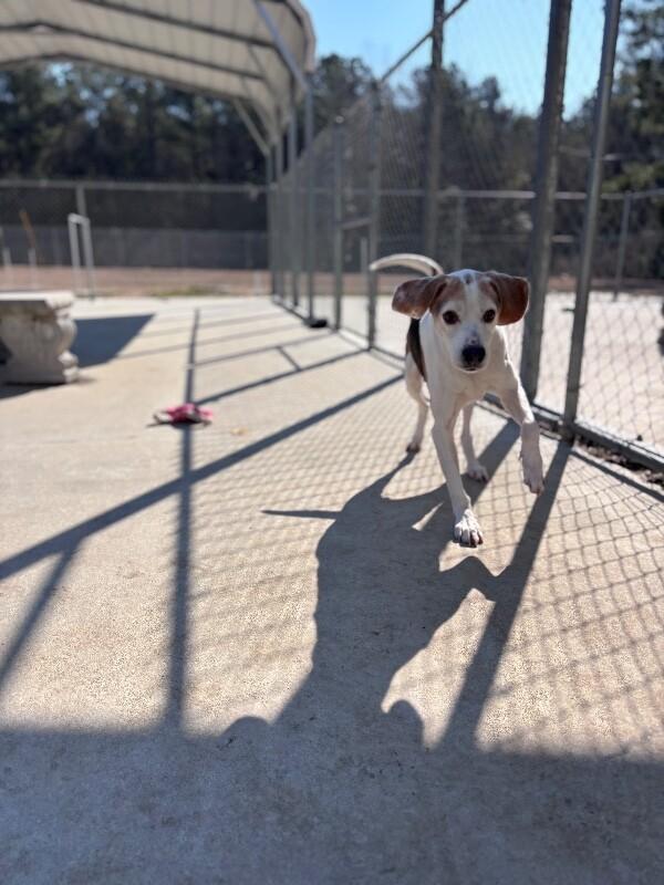 Enlarge Canoe, a Adoptable Treeing Walker Coonhound in Burgaw, NC image 2/6