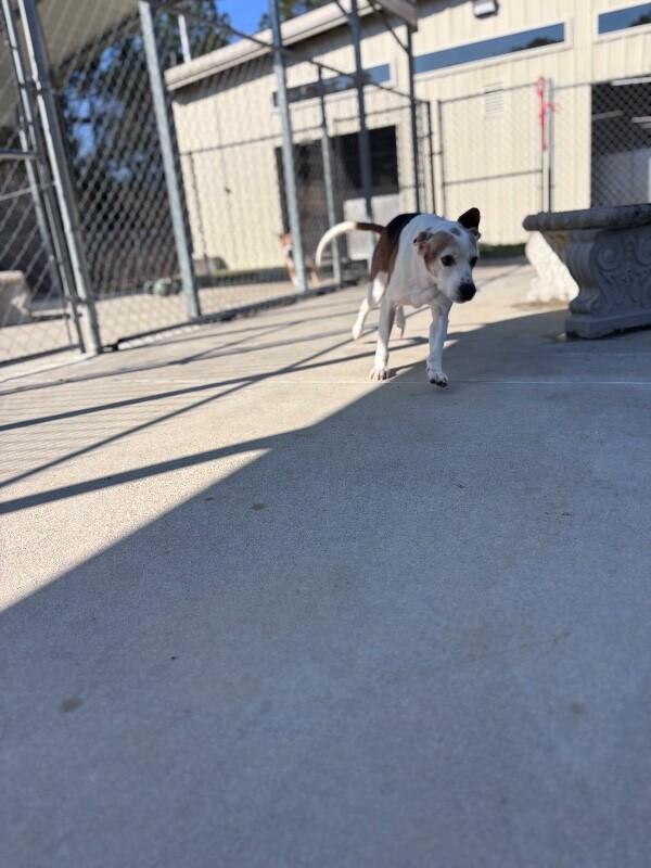 Enlarge Canoe, a Adoptable Treeing Walker Coonhound in Burgaw, NC image 3/6