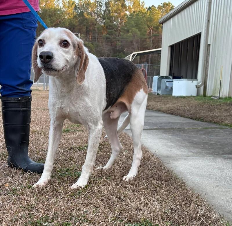 Enlarge Unknown, a Adoptable Treeing Walker Coonhound in Burgaw, NC image 1/1