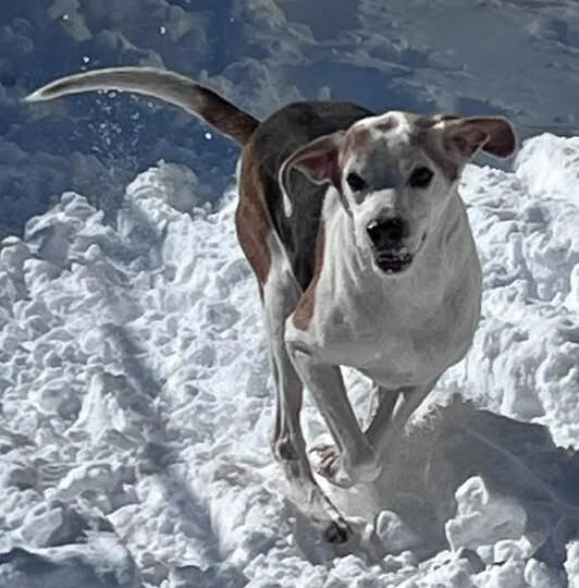 Enlarge Canoe, a Adoptable Treeing Walker Coonhound in Burgaw, NC image 6/6