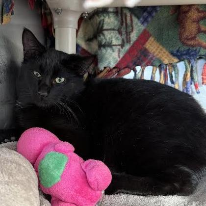 Enlarge Babe, a Adoptable Domestic Short Hair in Saint Cloud, MN image 1/6