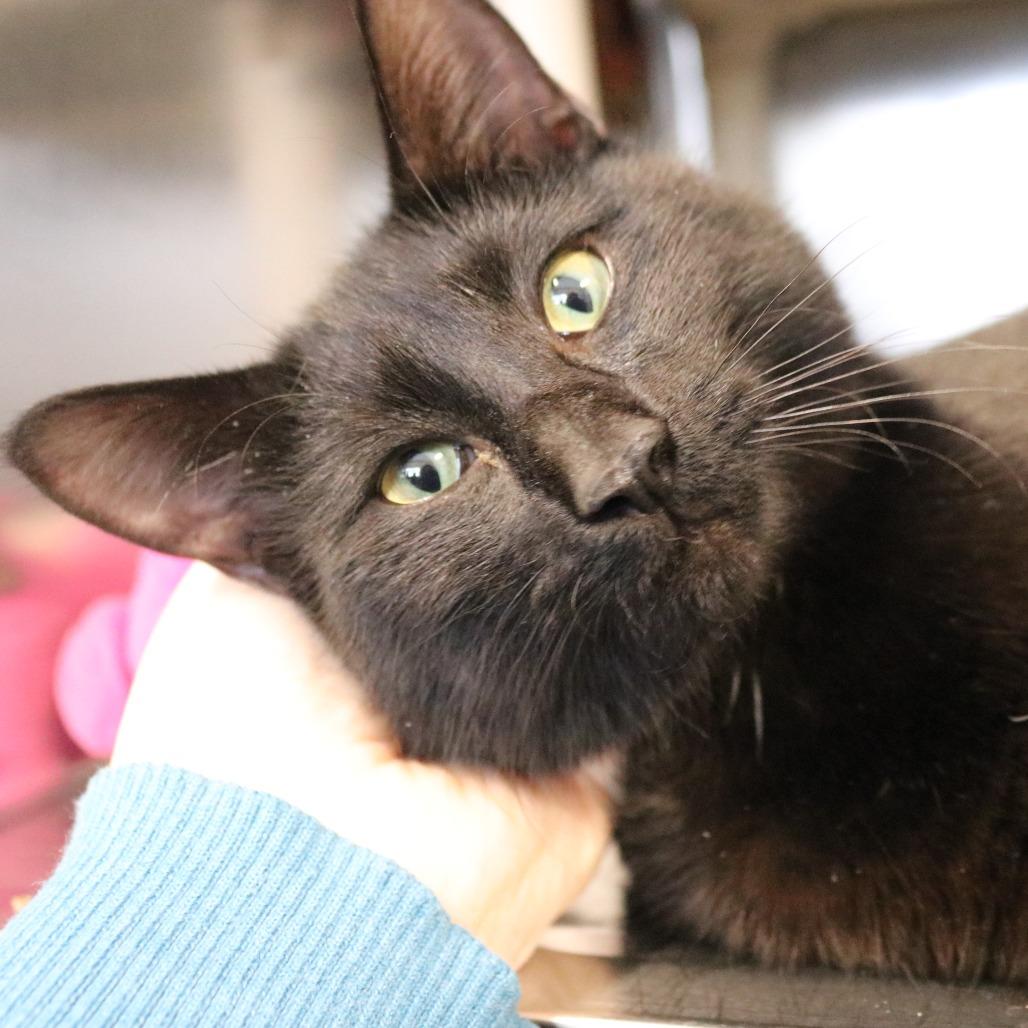 Enlarge Babe, a Adoptable Domestic Short Hair in Saint Cloud, MN image 2/6