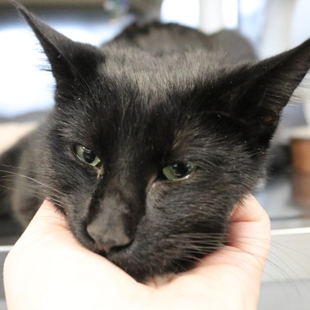 Enlarge Babe, a Adoptable Domestic Short Hair in Saint Cloud, MN image 3/6