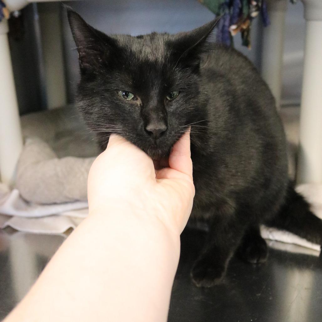 Enlarge Babe, a Adoptable Domestic Short Hair in Saint Cloud, MN image 4/6