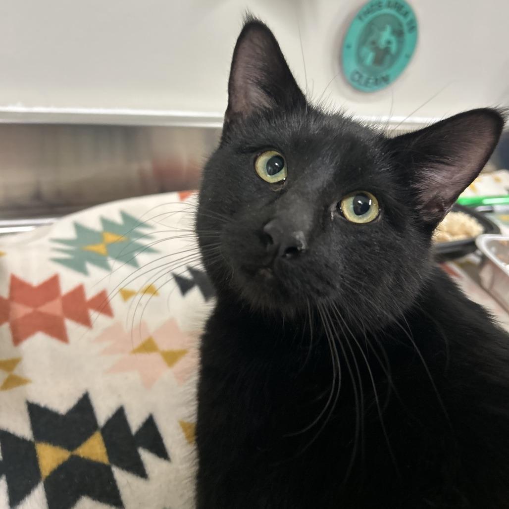 Enlarge Babe, a Adoptable Domestic Short Hair in Saint Cloud, MN image 5/6