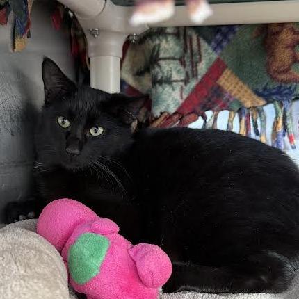 Enlarge Babe, a Adoptable Domestic Short Hair in Saint Cloud, MN image 6/6