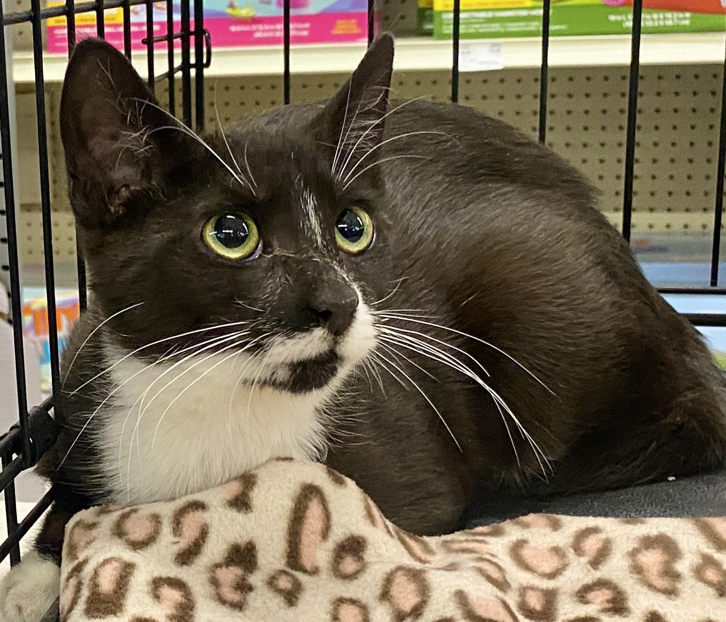 Enlarge Domino, a ADOPTABLE mixed breed in Red Bank, NJ image 2/2