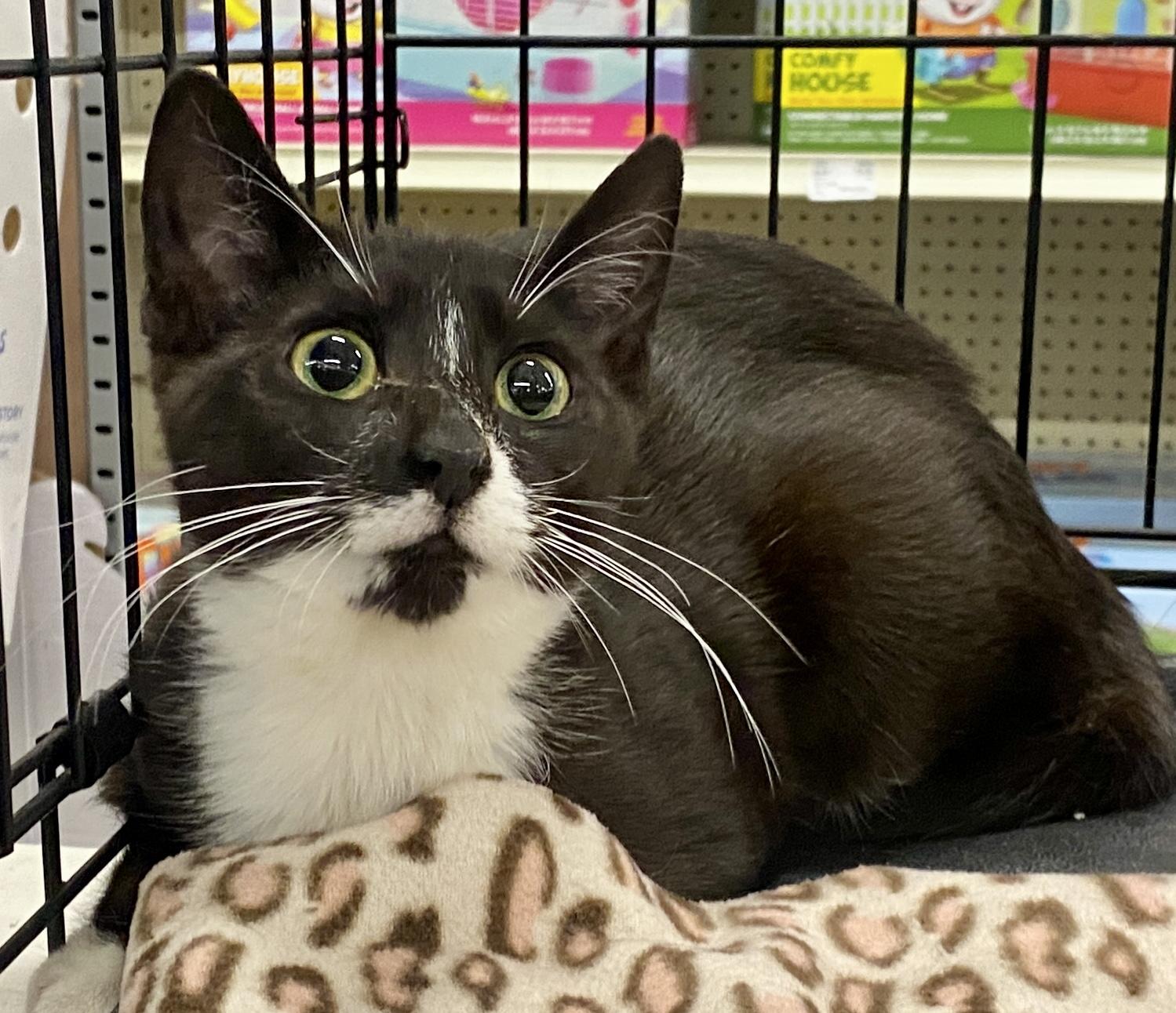Domino, ADOPTABLE, Kitten Female Domestic Short Hair & Tuxedo.