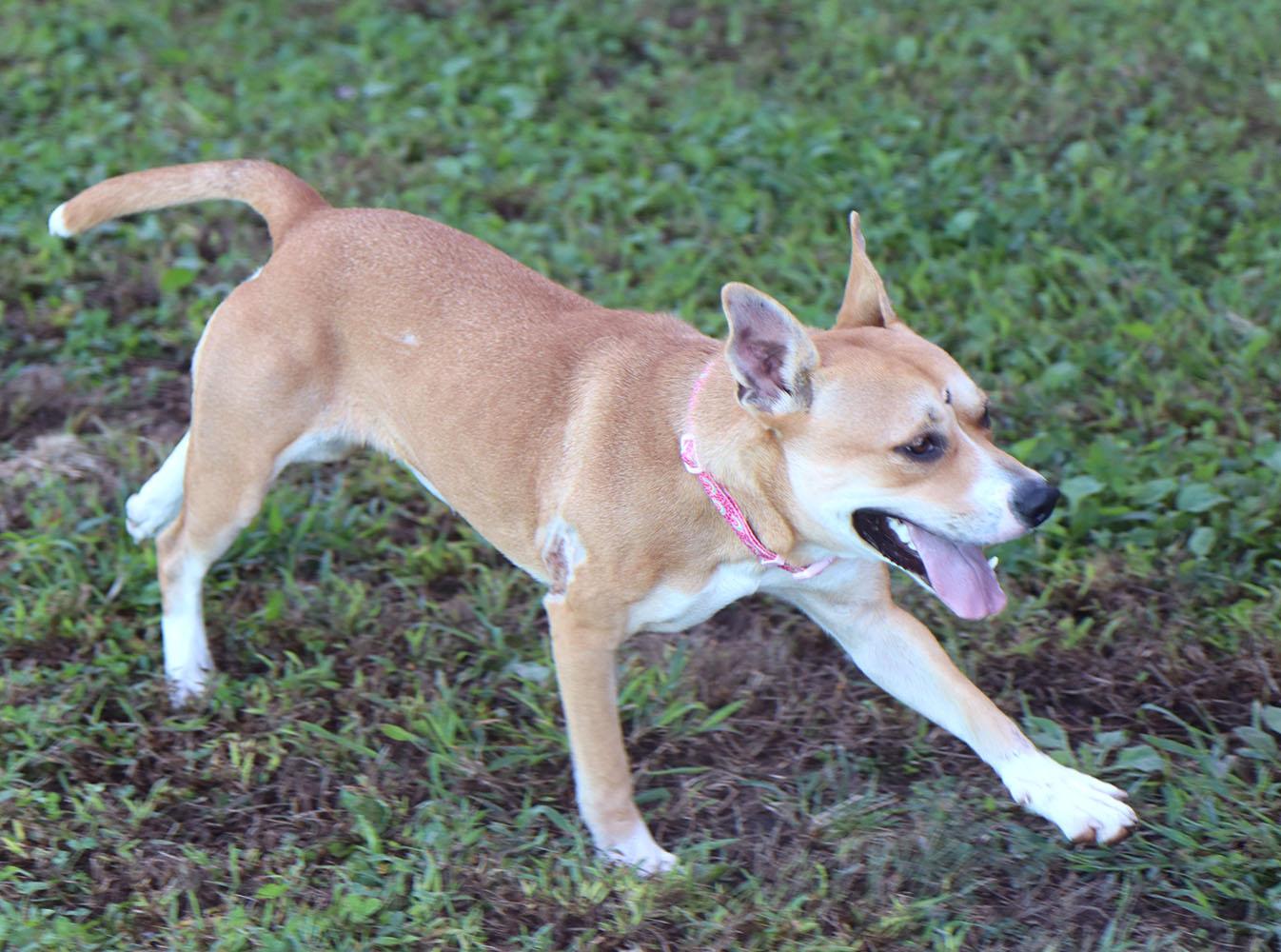 Enlarge Mrs. Dansbury (AO37690), a Adoptable mixed breed in Kansas City, KS image 5/6