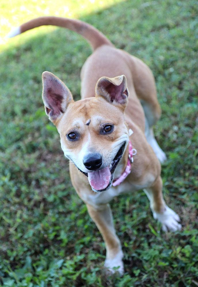 Enlarge Mrs. Dansbury (AO37690), a Adoptable mixed breed in Kansas City, KS image 2/6