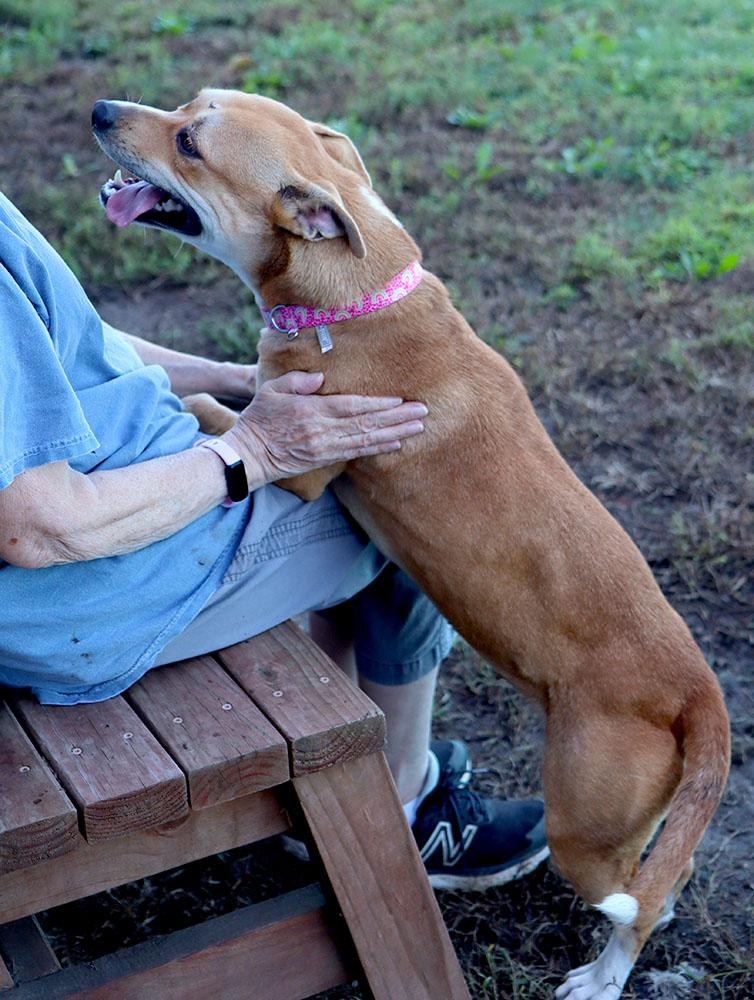 Enlarge Mrs. Dansbury (AO37690), a Adoptable mixed breed in Kansas City, KS image 6/6
