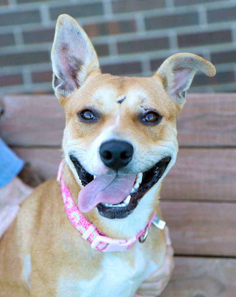 Enlarge Mrs. Dansbury (AO37690), a Adoptable mixed breed in Kansas City, KS image 1/6