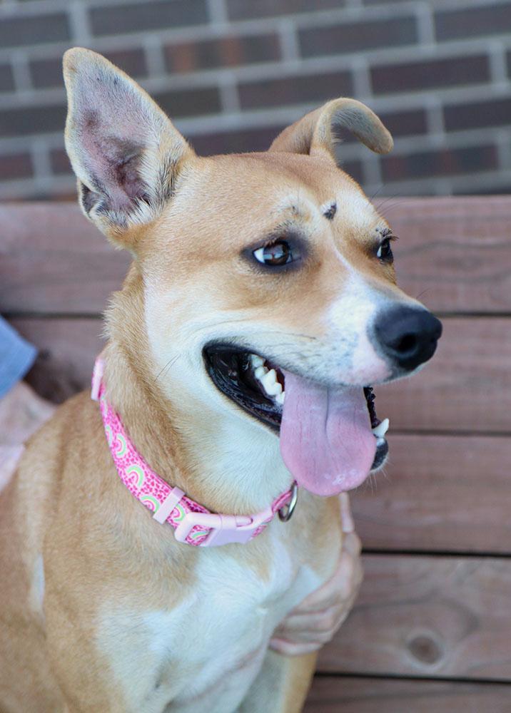 Enlarge Mrs. Dansbury (AO37690), a Adoptable mixed breed in Kansas City, KS image 4/6