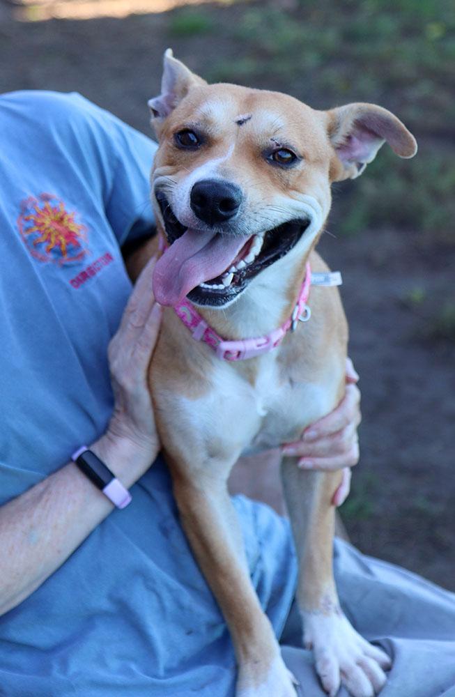 Enlarge Mrs. Dansbury (AO37690), a Adoptable mixed breed in Kansas City, KS image 3/6