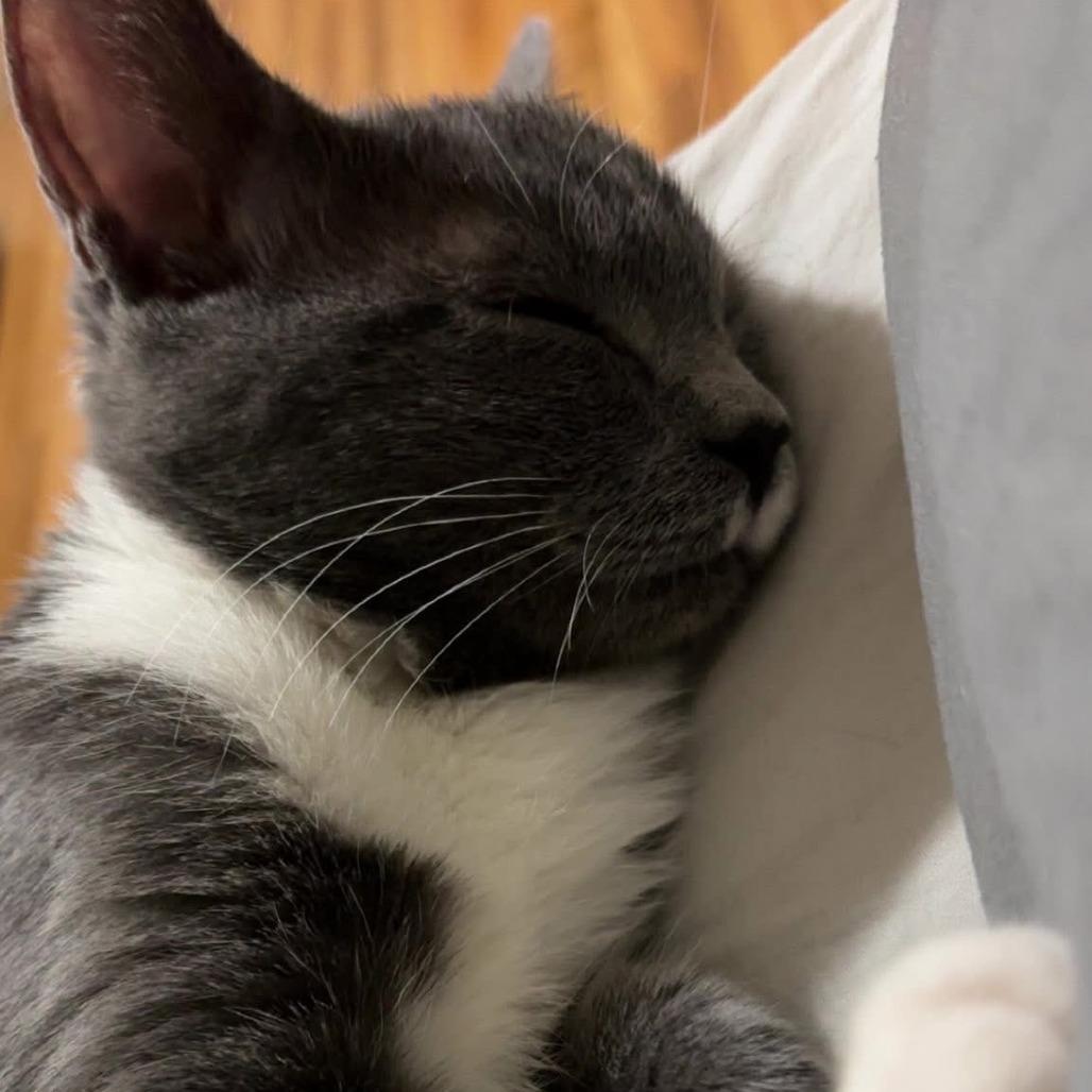 Lynx — thumbnail 2