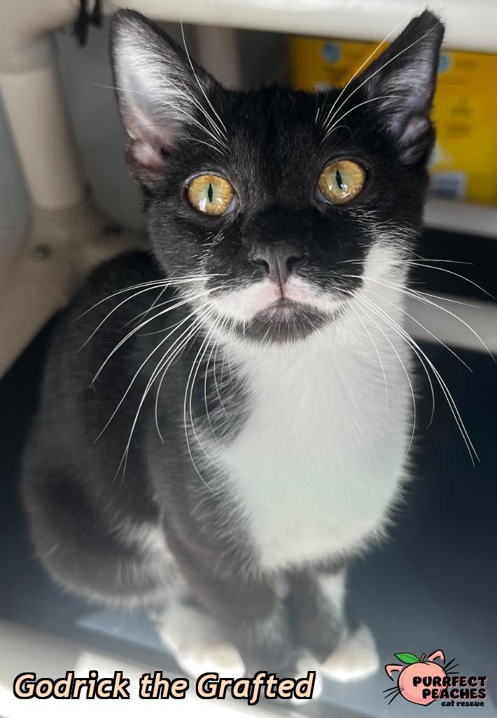 Godrick the Grafted, Adoptable, Young Male Domestic Short Hair.