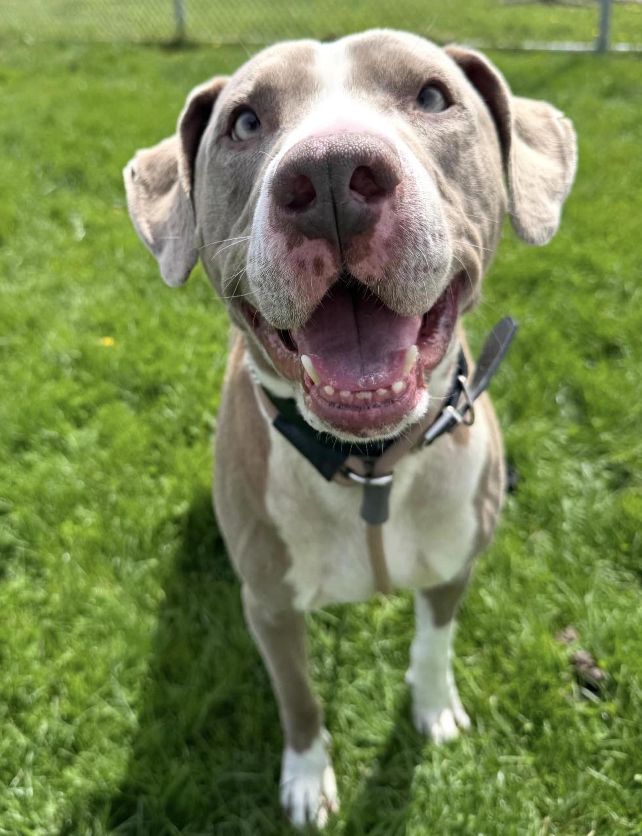 Cletus, a ADOPTABLE mixed breed in Euclid, OH image 2/2