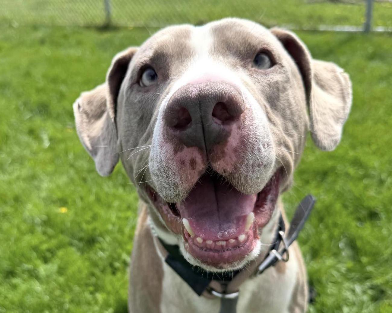 Cletus, a ADOPTABLE mixed breed in Euclid, OH image 1/2