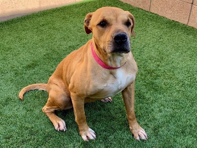 Enlarge JULIETTE, a Adoptable mixed breed in Moreno Valley, CA image 1/1