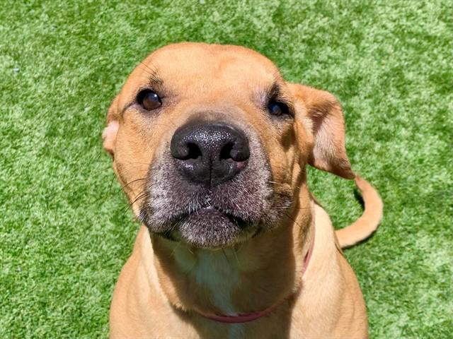 Enlarge JULIETTE, a Adoptable mixed breed in Moreno Valley, CA image 1/1