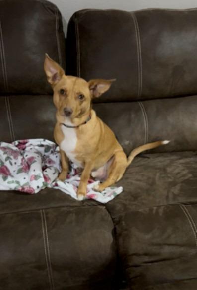 Enlarge Maui, a Adoptable Mixed Breed in Crocker, MO image 1/3