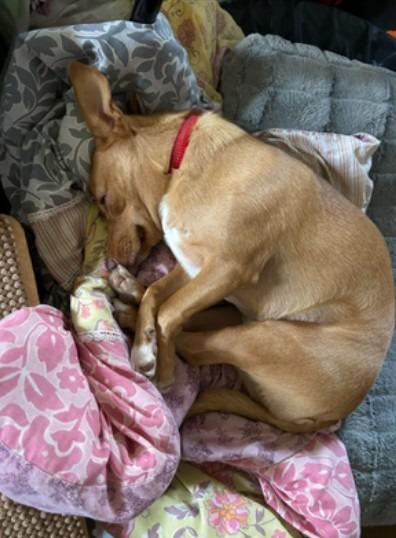 Enlarge Maui, a Adoptable Mixed Breed in Crocker, MO image 3/3