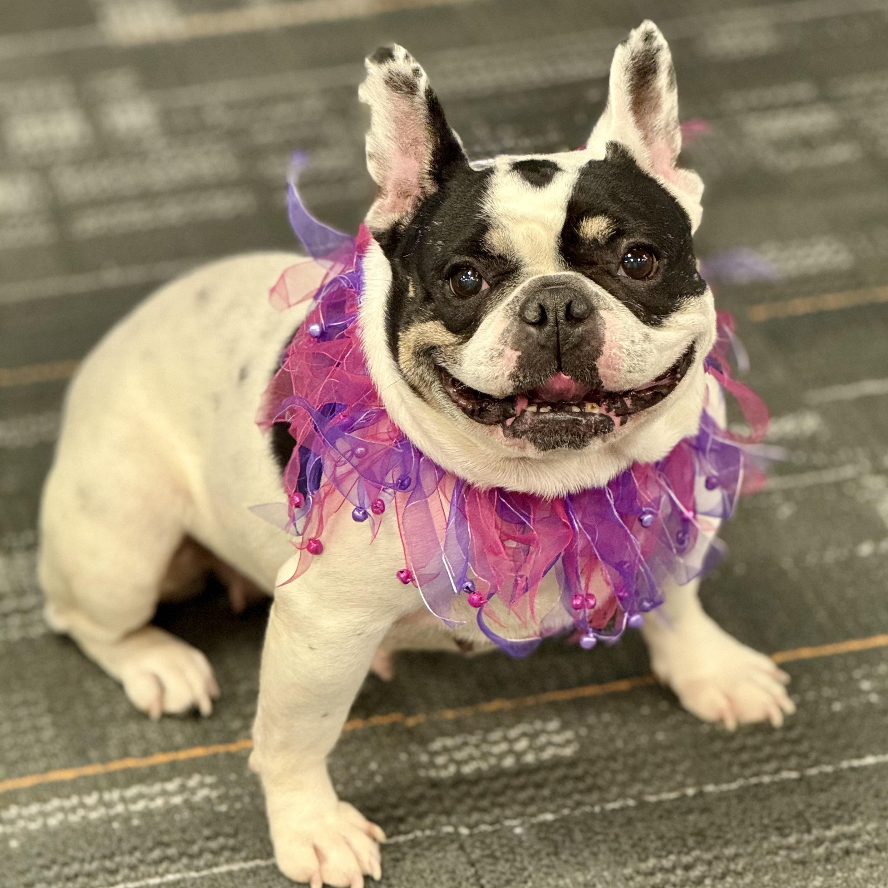 Enlarge Lala, an adoptable French Bulldog in Cranford, NJ image 2/6