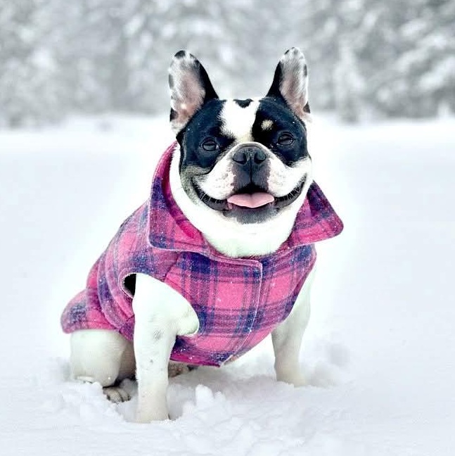 Enlarge Lala, an adoptable French Bulldog in Cranford, NJ image 1/6