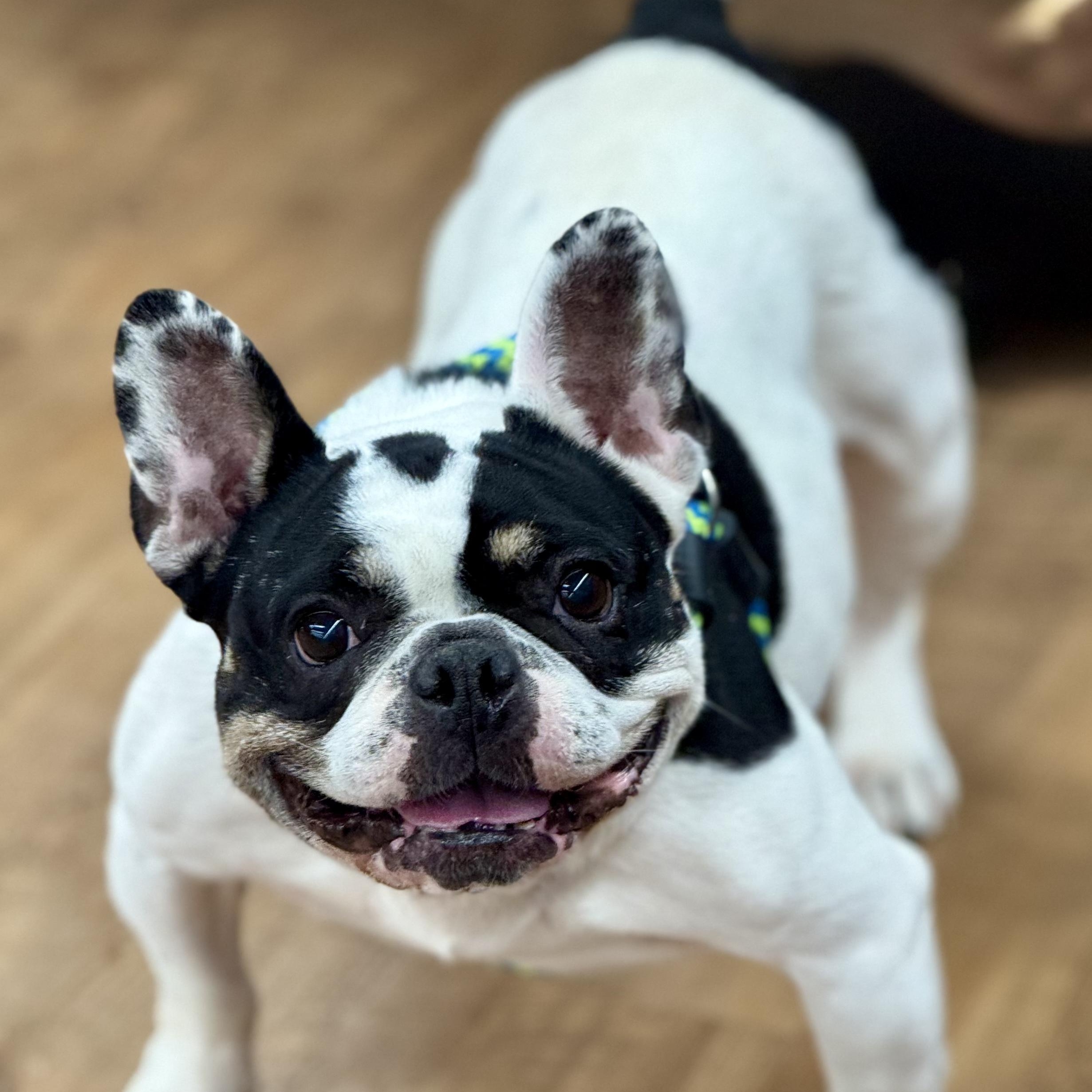 Enlarge Lala, an adoptable French Bulldog in Cranford, NJ image 3/6