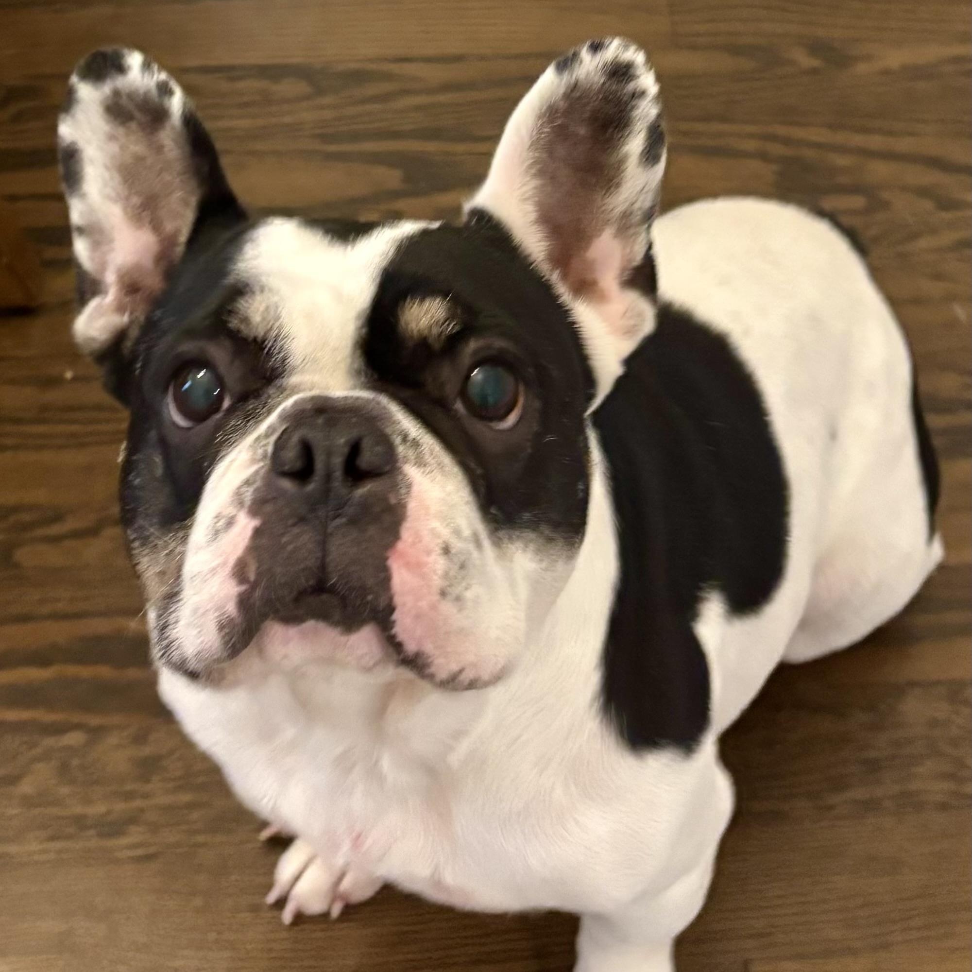 Enlarge Lala, an adoptable French Bulldog in Cranford, NJ image 4/6