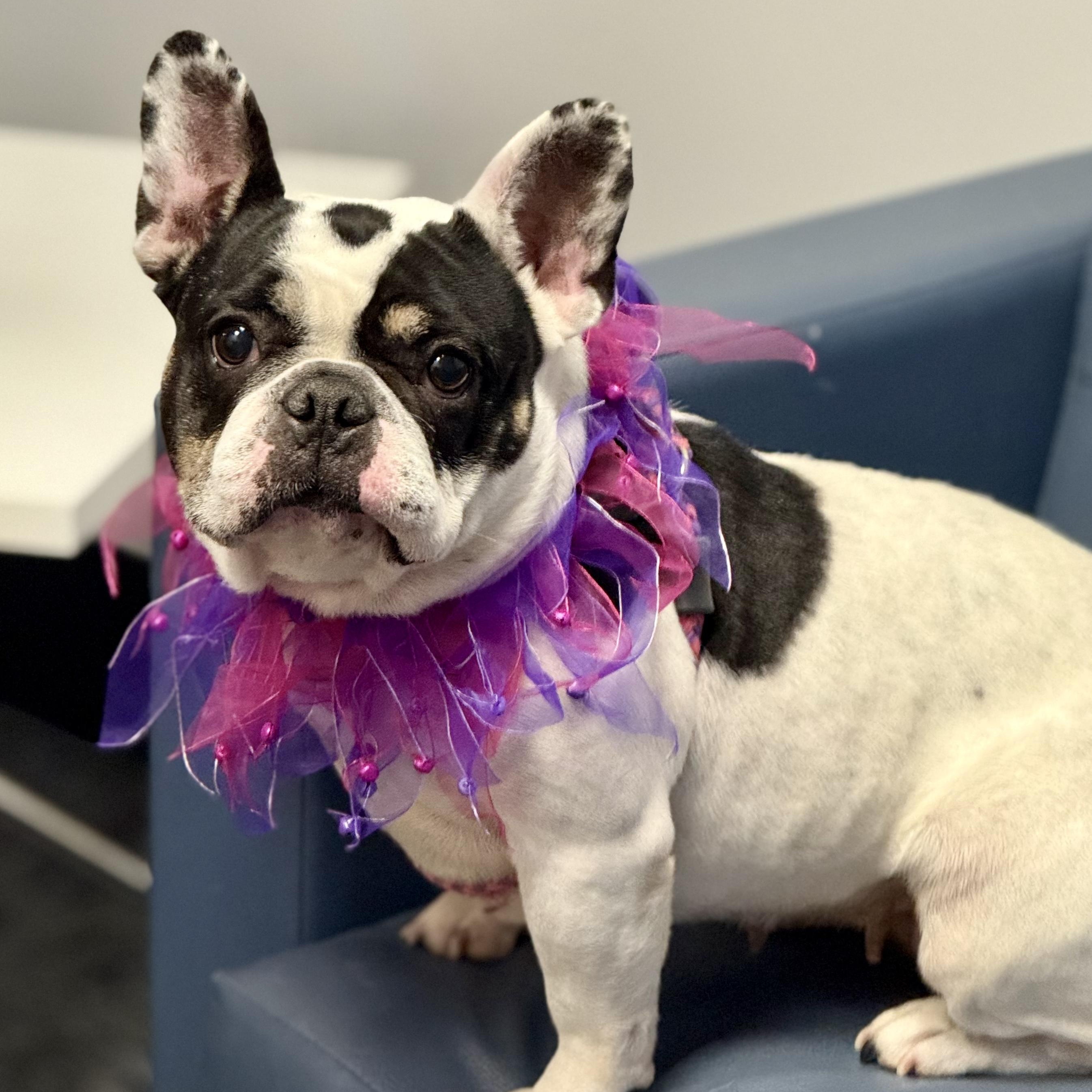 Enlarge Lala, an adoptable French Bulldog in Cranford, NJ image 5/6