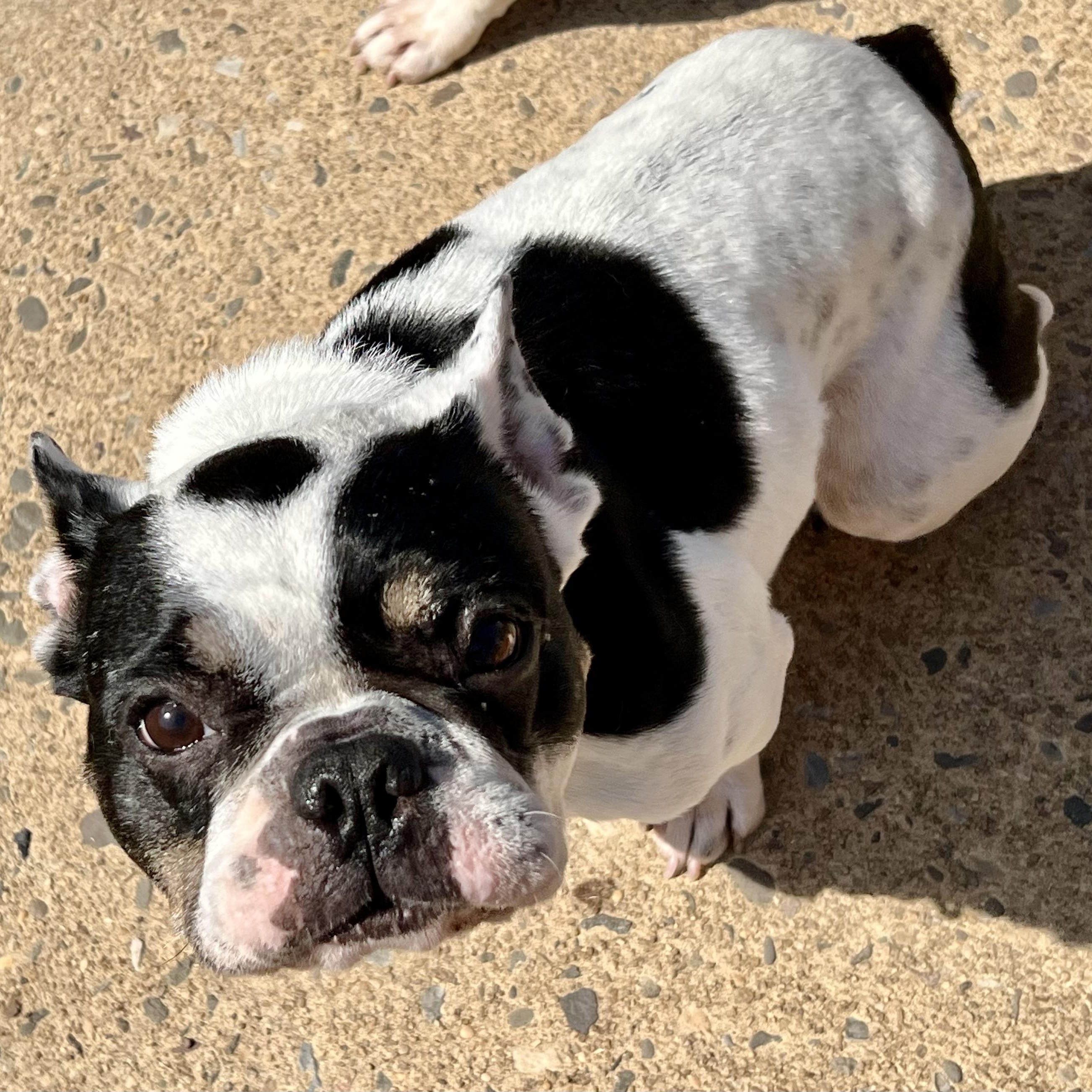 Enlarge Lala, an adoptable French Bulldog in Cranford, NJ image 6/6