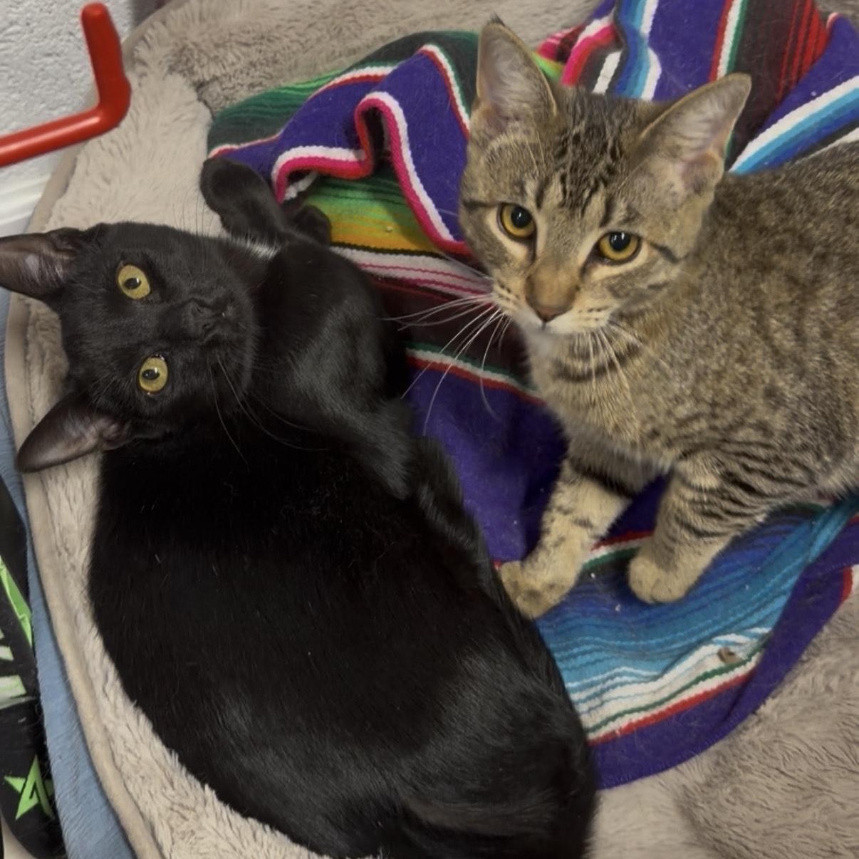 Paige, ADOPTABLE, Kitten Female American Shorthair.