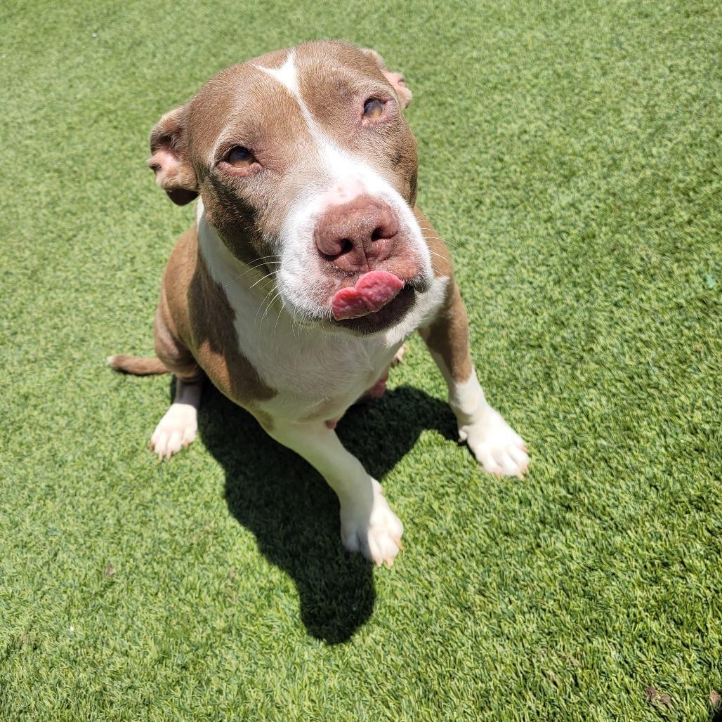 CELESTE 2146 — thumbnail 2