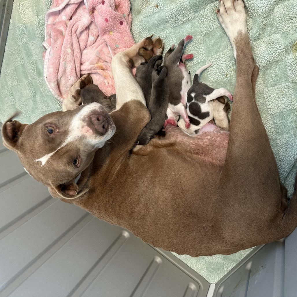 CELESTE 2146 — thumbnail 3