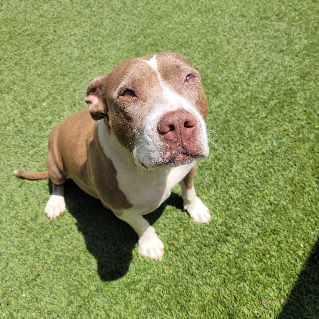 CELESTE 2146 — thumbnail 4