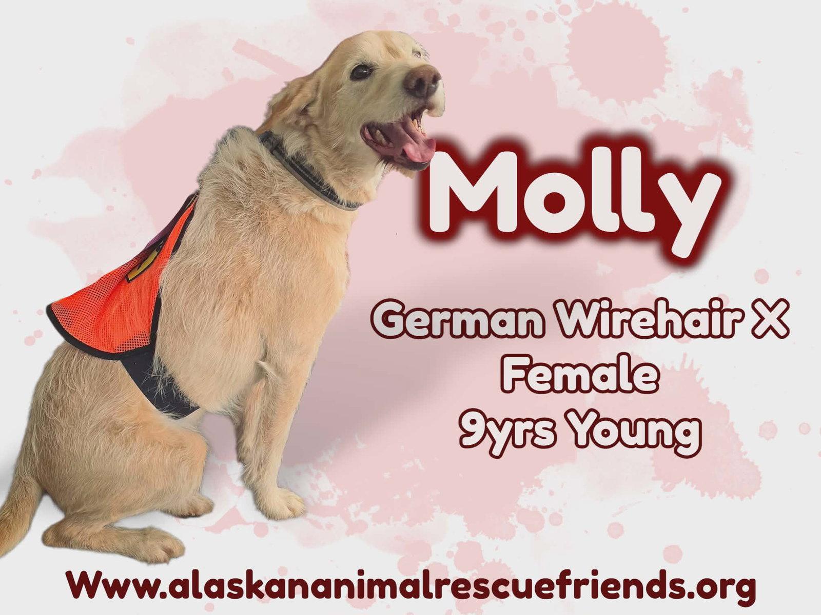 Enlarge Molly, a Adoptable German Wirehaired Pointer in Anchorage, AK image 1/1
