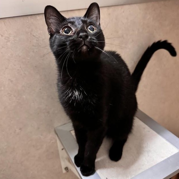 Playfellow, Adoptable, Young Female Domestic Short Hair.