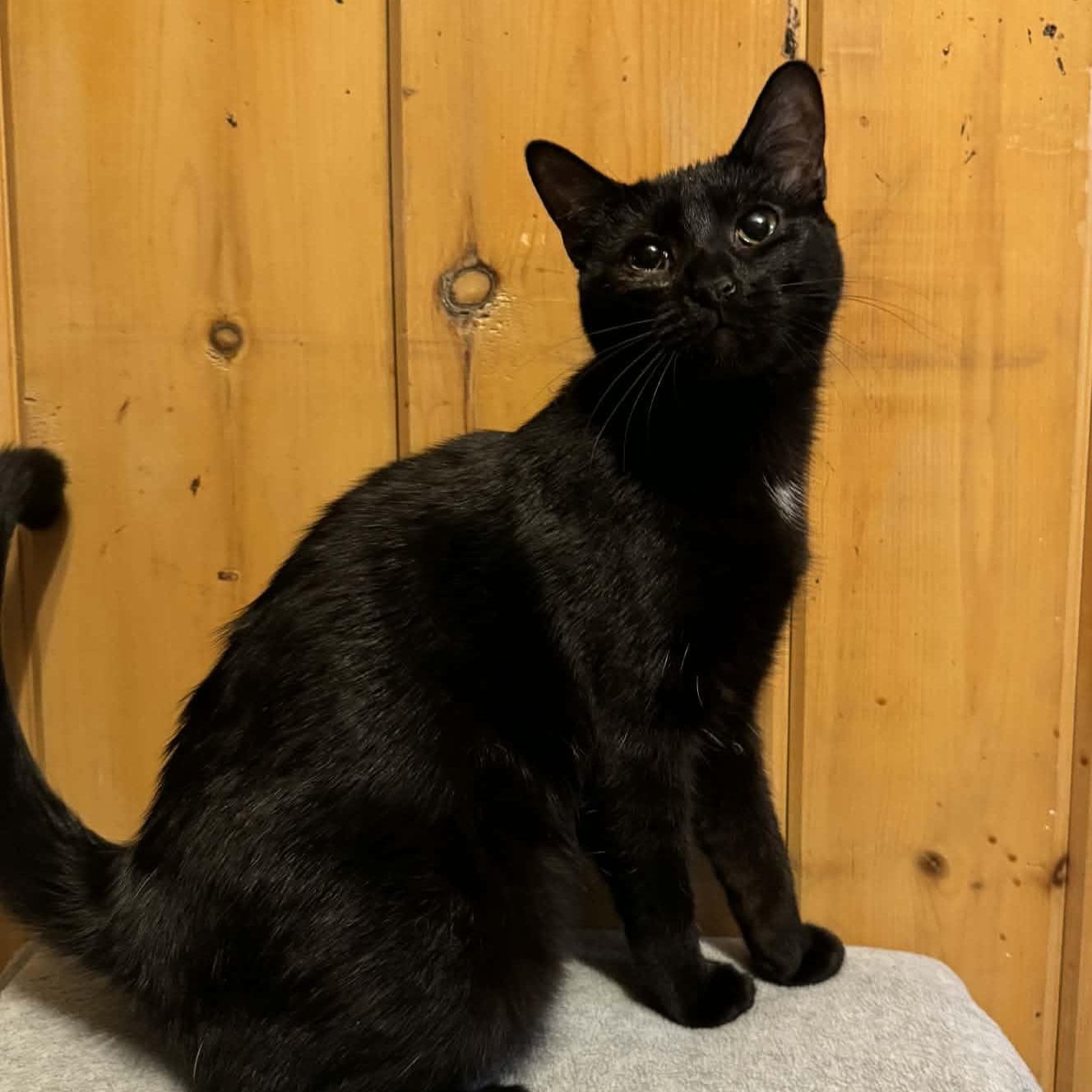 Playfellow, a Adoptable Domestic Short Hair in Waterloo, IA image 5/5