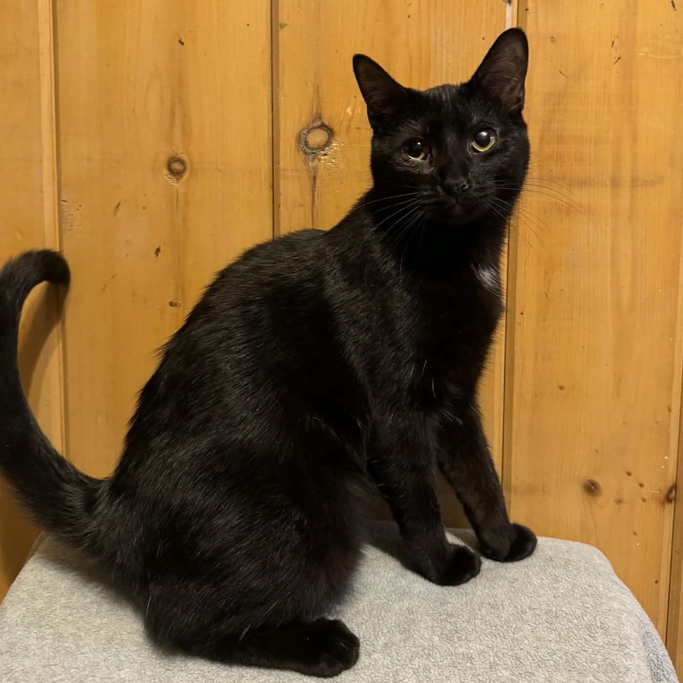 Playfellow, a Adoptable Domestic Short Hair in Waterloo, IA image 4/5