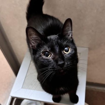 Playfellow, a Adoptable Domestic Short Hair in Waterloo, IA image 2/5
